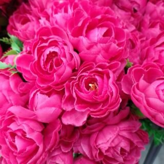 ROSAS DE 18 IDON